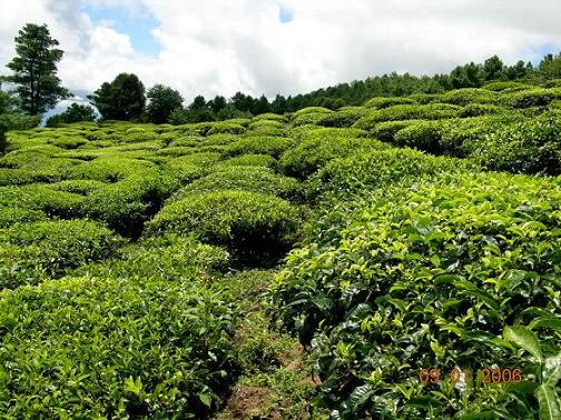 tea farm