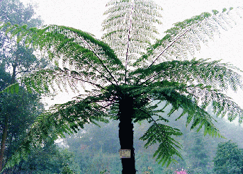 suoluo,Cyathea spinulosa   