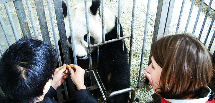 Panda Volunteer Work