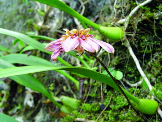 Yachang Orchid Nature reserve
