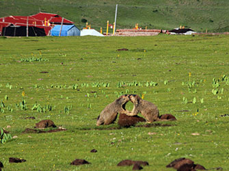 Alpine-marmot