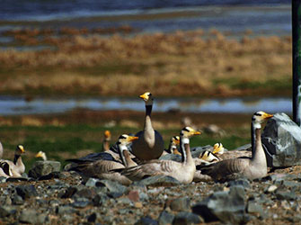 Bar-headed-Goose