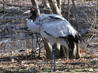 Black-Necked-Crane