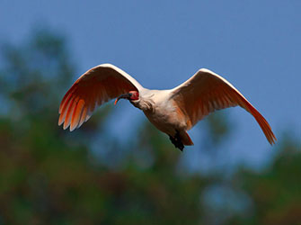 Crested-Ibis