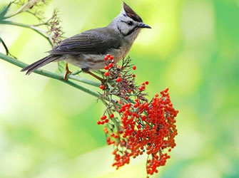 Formosan-yuhina