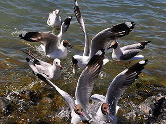 Larus-brunnicephalus