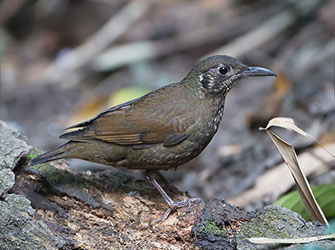 Long-billed-Thrush