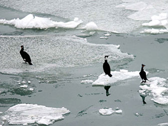 Phalacrocorax-carbo