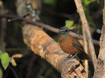 Slender-billed-Scimitar-Babbler