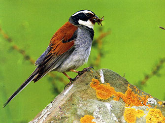 Tibetan-Bunting