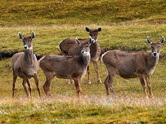 White-lipped-Deer