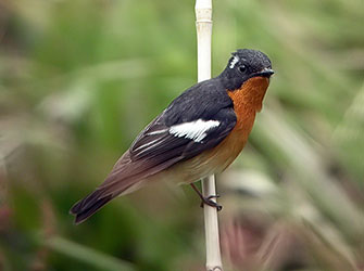 White-throated-Rock-thrush