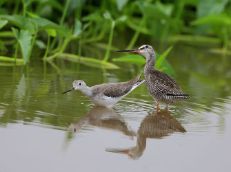 shorebirds-chengdu