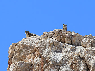 snow-leopard