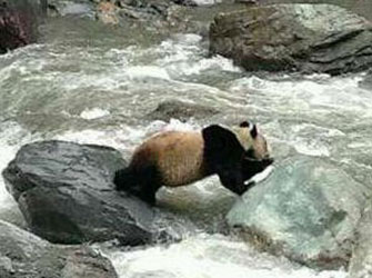 wanglang-nature-reserve