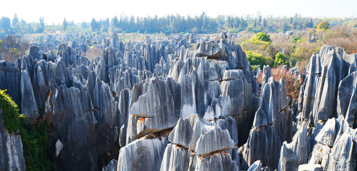 Stone Forest