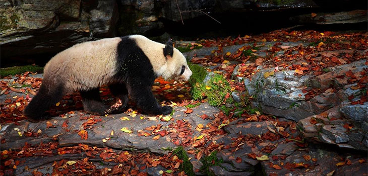 Panda Photo Tour