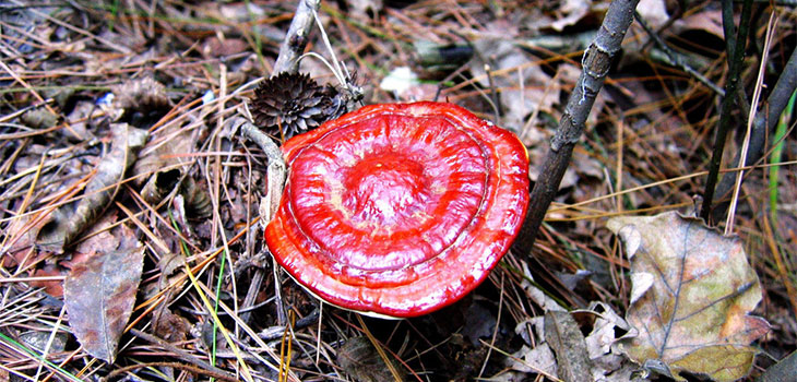 Ganoderma Lucidum Karst