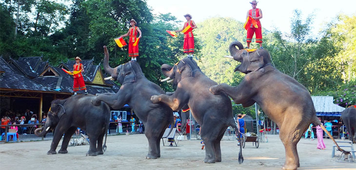 Elephant Show