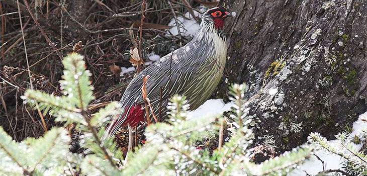 Blood pheasant