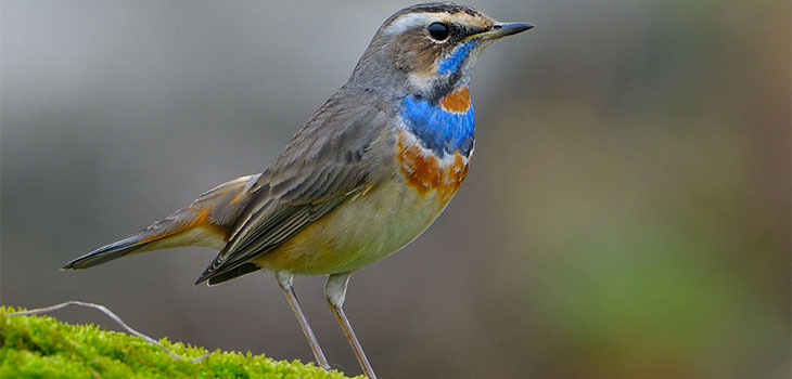 Bluethroat