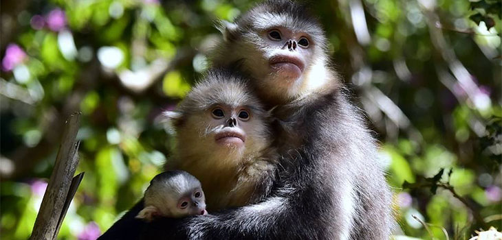 Yunnan Monkey