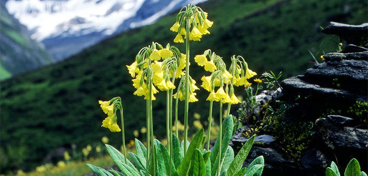 Siguninagshan Flower