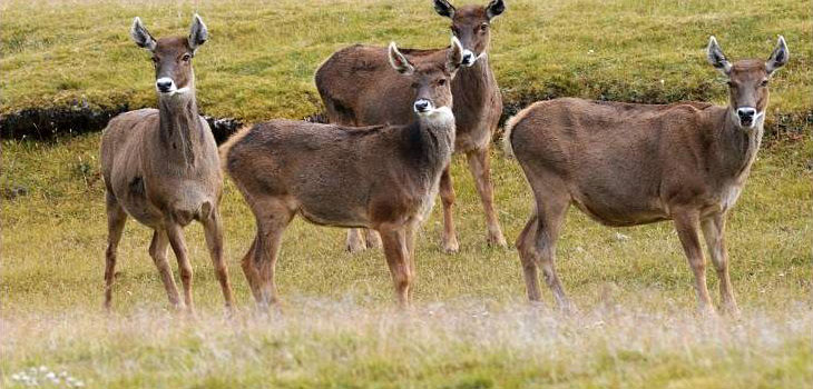 White Lipped Deer