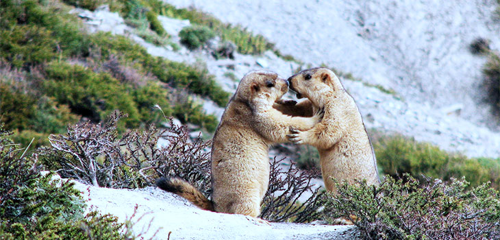 Alpine Marmot