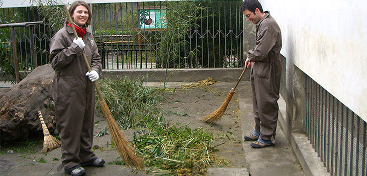 Panda Volunteer Work