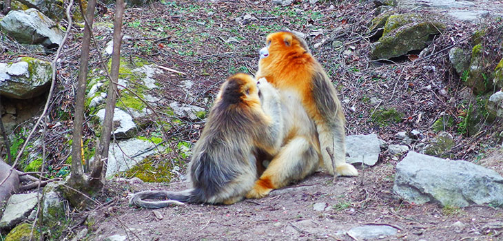 Golden Monkey