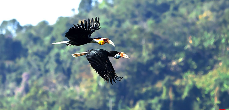 Hornbills