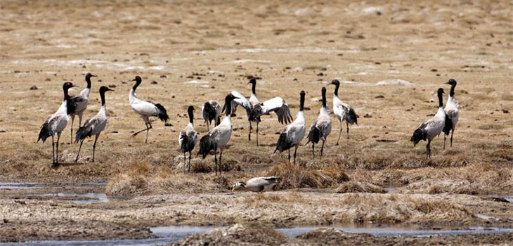 Tibetan Crane