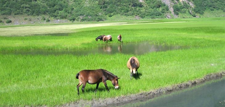 Songpan Horse