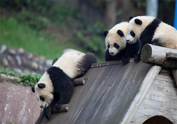 7-Days Panda, Buddha and Jiuzhaigou Tour in Sichuan