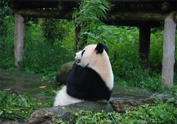 72 hours visa free for Panda and local Chengdu life Tour