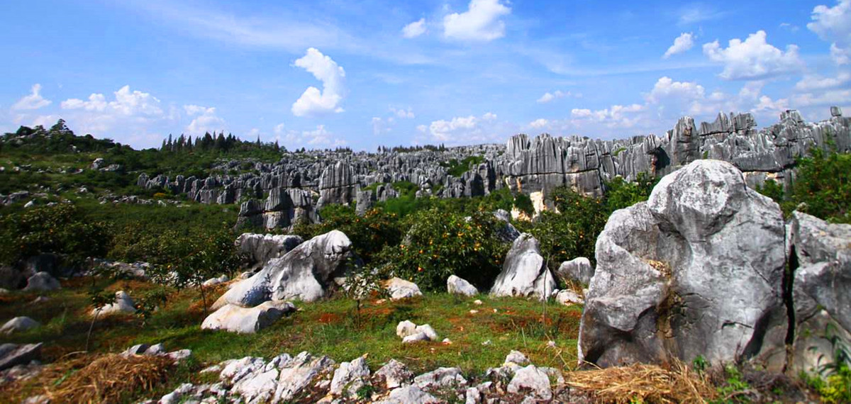 Stone Forest