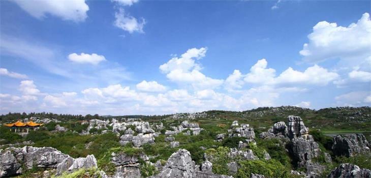 Stone Forest