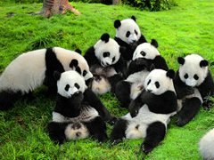 Chengdu Panda Breeding Research