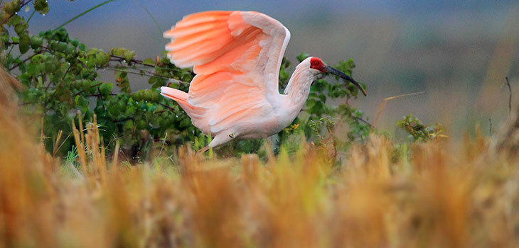 Crested Ibis