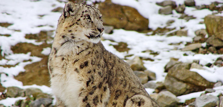 Snow Leopard