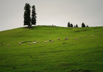 nanshan grassland