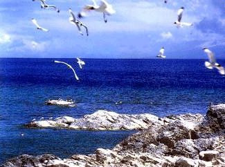 bird island