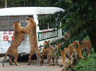 bifengxia-wild-life-zoo