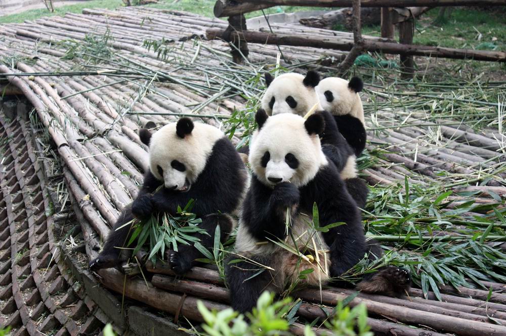 panda breeding center