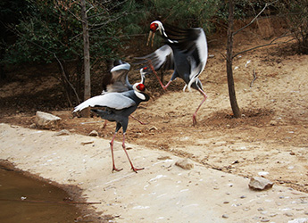 Xi'an Qingling Wildlife Park