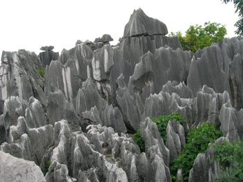 stone forest