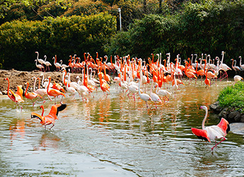 shanghai wildlife park