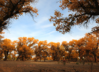 EjinaQi Euphrates Poplar Forest