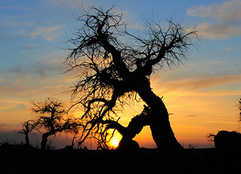 EjinaQi Euphrates Poplar Forest